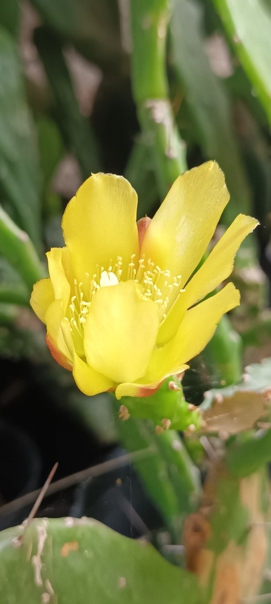 Producto - Opuntia - 3