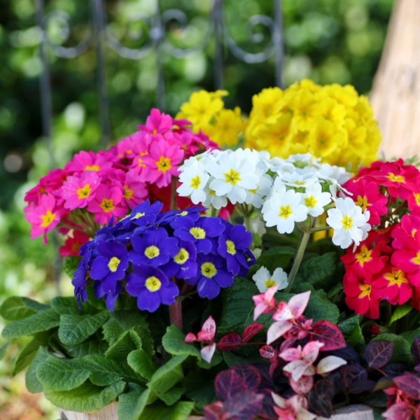 Producto - PROMO 10 Prímulas - Primavera