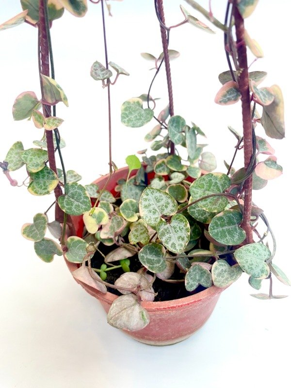 Producto - Ceropegia variegada en maceta N11