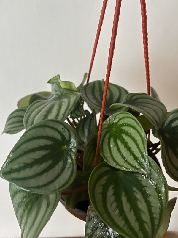 Producto - Peperomia Watermelon