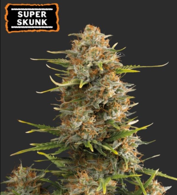 Producto - SUPER SKUNK AUTOFLORECIENTE