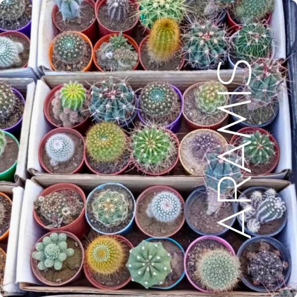 Producto - Colección Cactus x10 M6 - 0