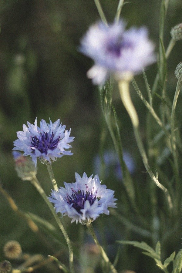 Producto - Centaurea cyanus "Cornflower Mix"