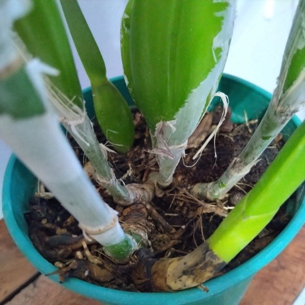 Producto - Laelia Purpurata Tipo - 4