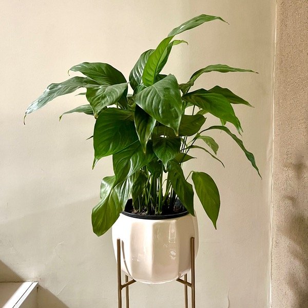 Producto - Spathiphyllum Cala Blanca -L-
