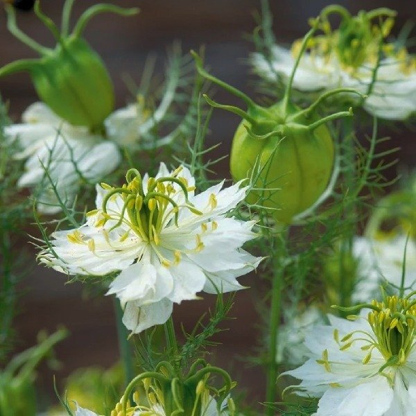 Producto - Nigella damascena - arañuela - albion green pod