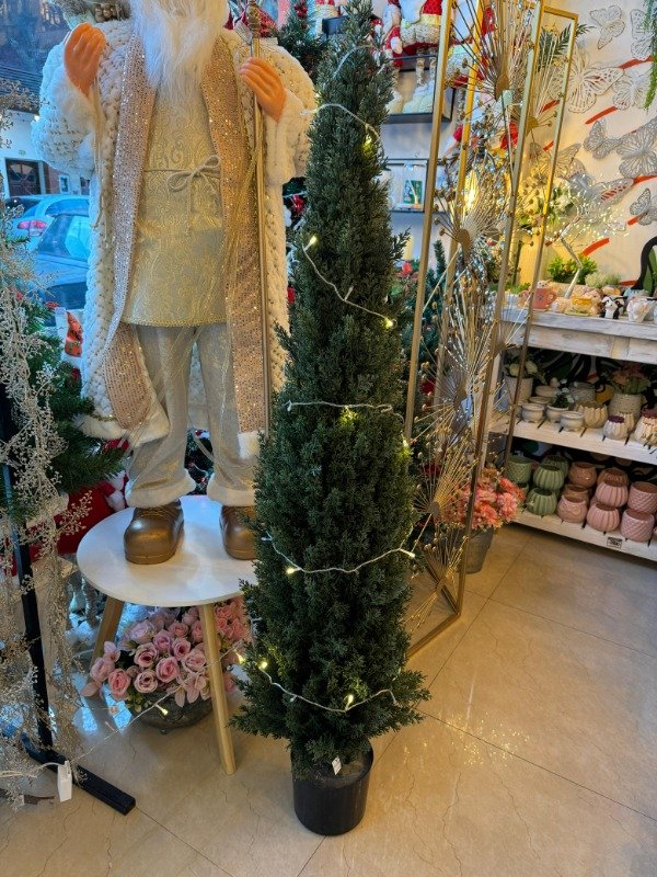 Producto - Arbol Thuja 1,50 Mts (Efectivo: 279.920)