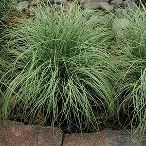 Producto - Carex 'Amazon Mist'