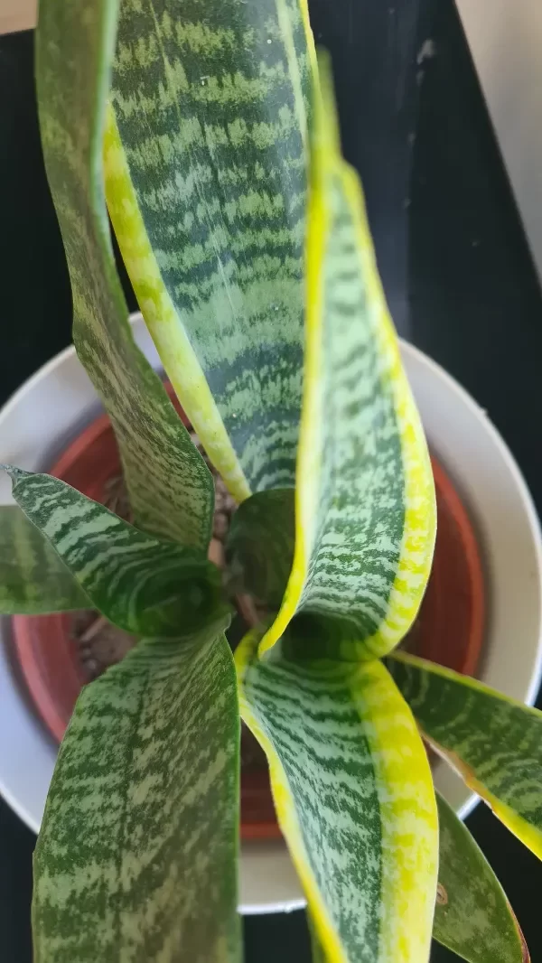 Producto - Sansevieria