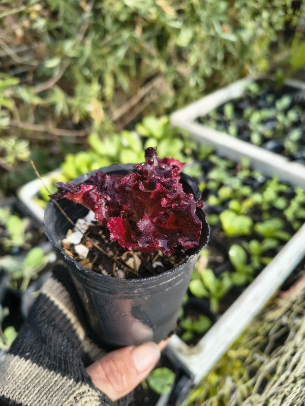 Producto - Lechuga Morada