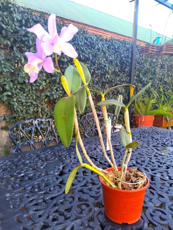 Producto - Cattleya Loddigesii - 0