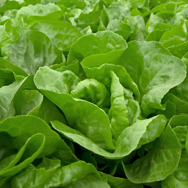 Producto - Lechuga manteca