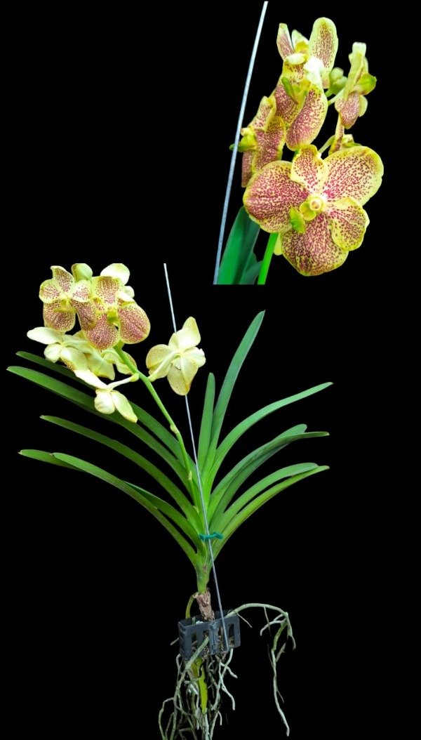 Producto - Vanda 6