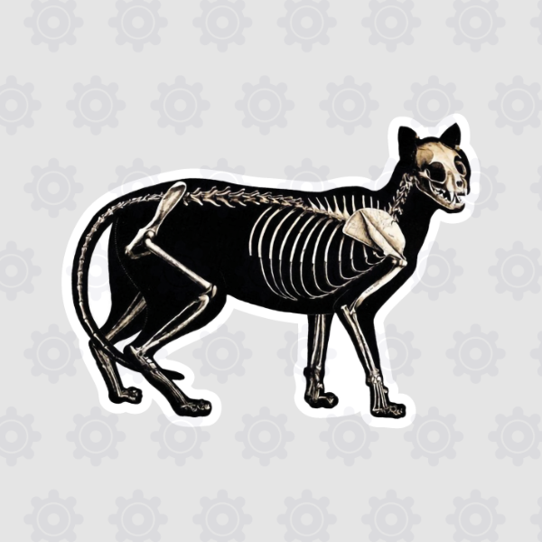 Producto - CG-017 Esqueleto de Gato