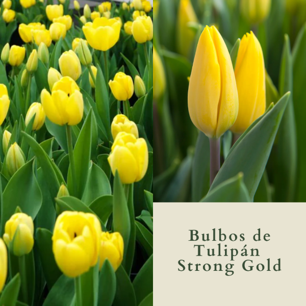 Producto - Bulbos de Tulipán Strong Gold (calibre grande)