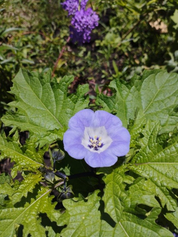 Producto - Nicandra physalodes - 0