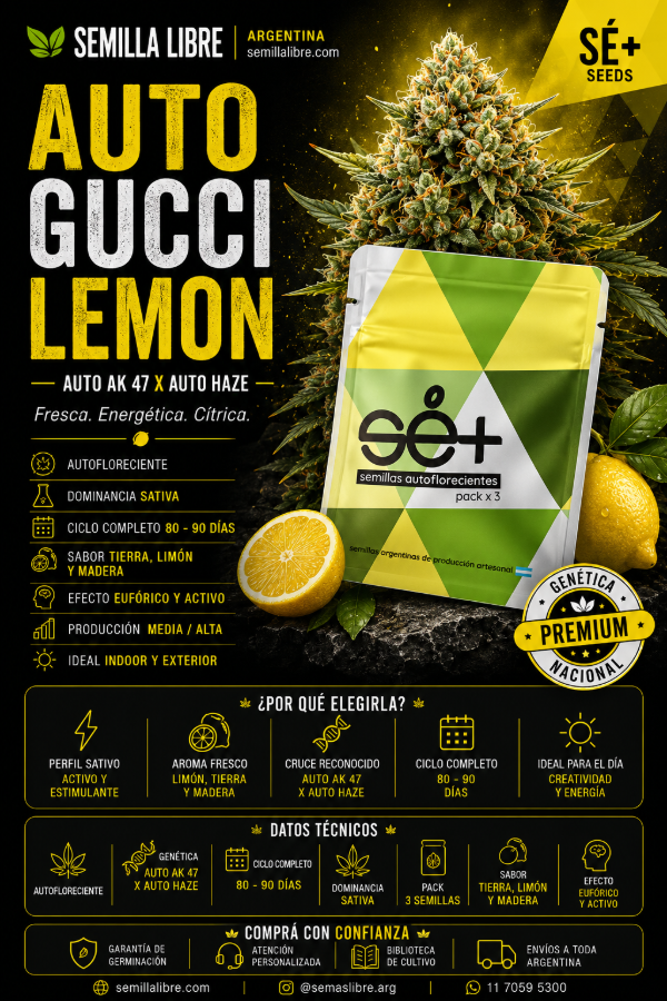 Producto - AUTO GUCCI LEMON - SÉ+ SEEDS. Pack 3 semillas - 3