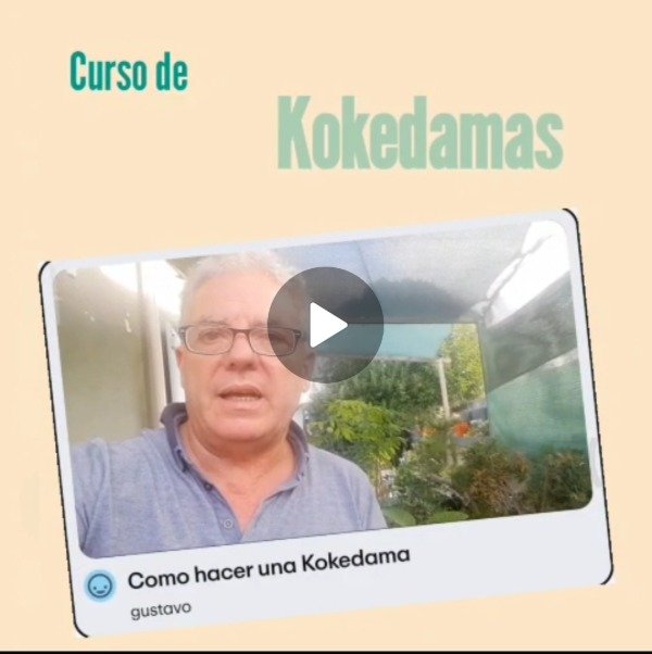 Producto - Curso de Kokedamas