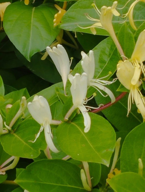 Producto - Madreselva ( Lonicera japónica )