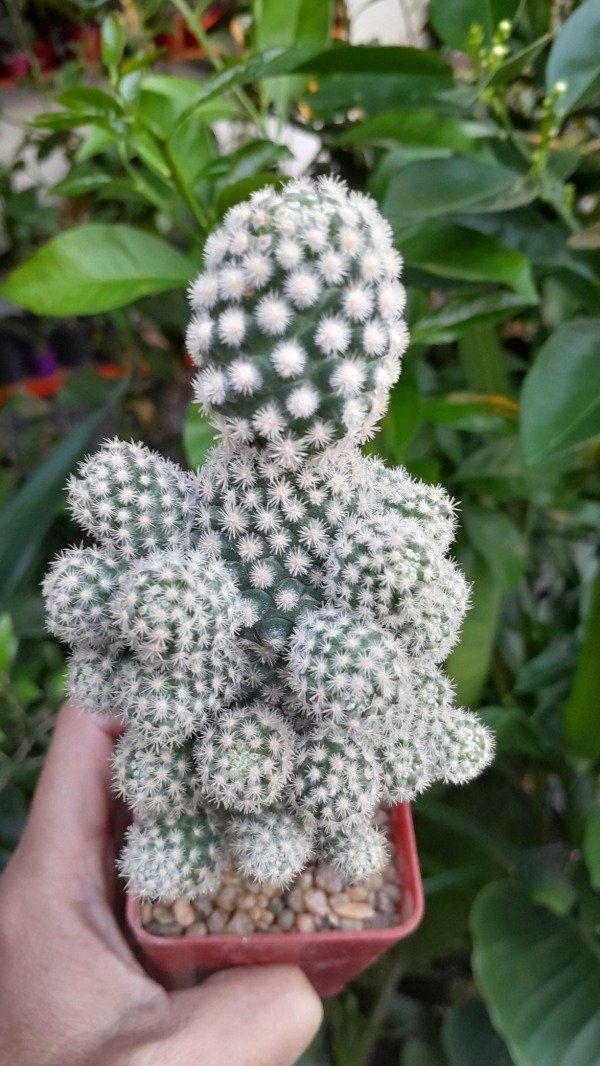 Producto - Escobaria Sneedi (injertado) - 2