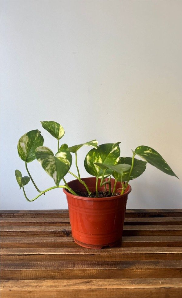 Producto - Potus golden