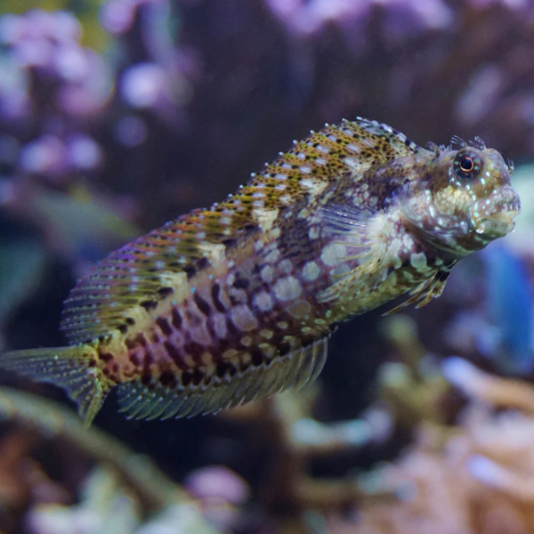 Producto - Salarias faciatus