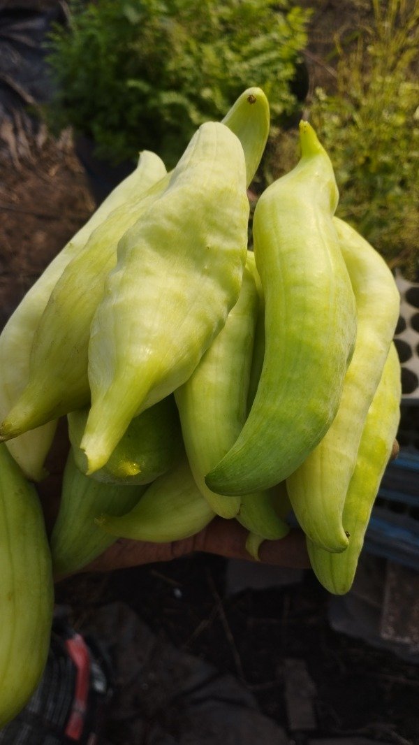 Producto - Caigua