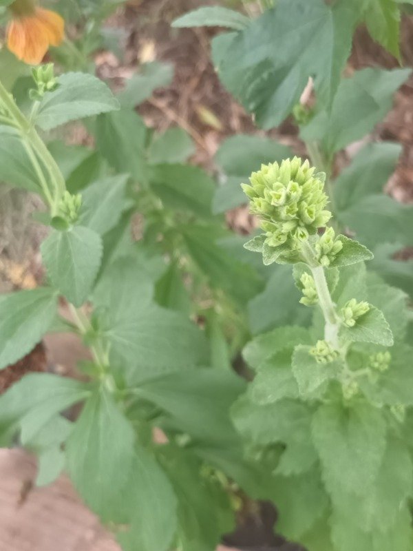 Producto - Stevia - 0