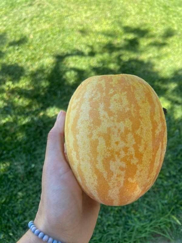 Producto - Semillas Agroecologicas de melon coreano