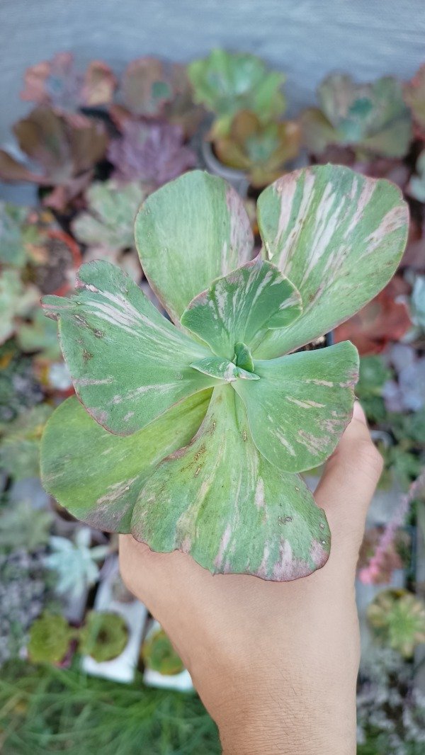 Producto - Echeveria Only One variegada