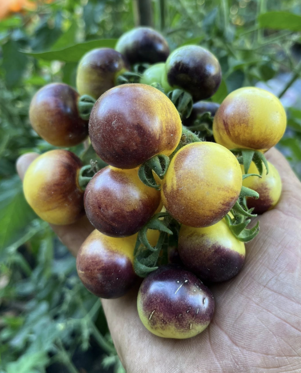 Producto - SEMILLAS DE TOMATE CHERRY 1999 INDIGO DWARF PRINCE