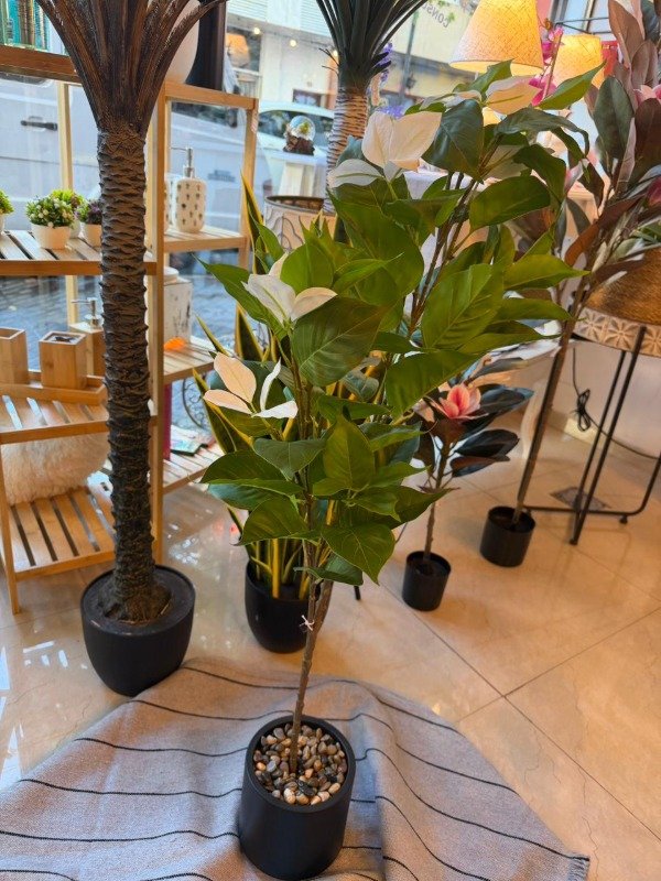 Producto - Planta Mussaenda blanca 1mt (Efectivo: 70.000)