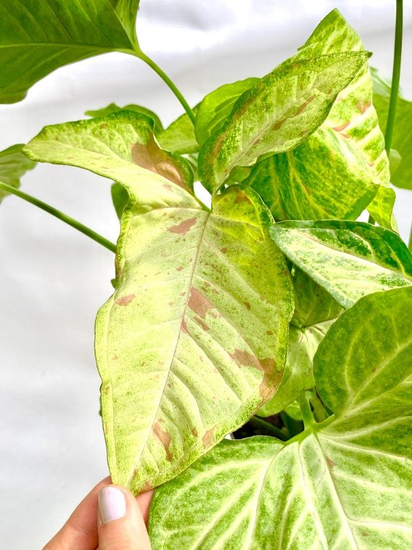 Miniatura de producto - 5