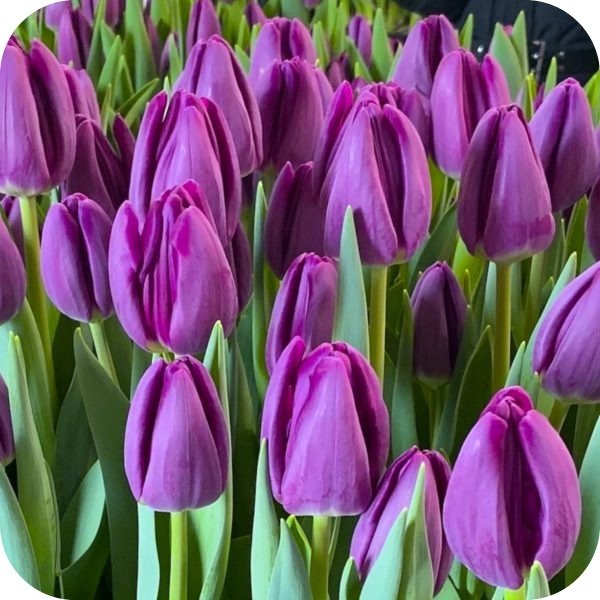 Producto - Bullit - Pack x 10 bulbos