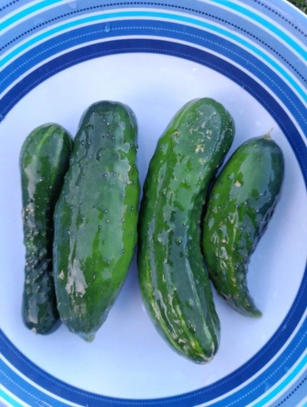 Producto - 20 Semillas De Pepino Wisconsin