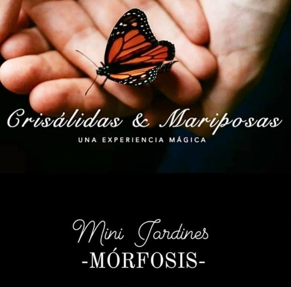 Producto - Mini jardín de mariposas