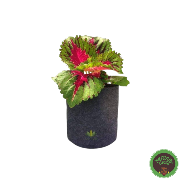 Producto - Maceta GEOTEXTIL - LOTUS 3L