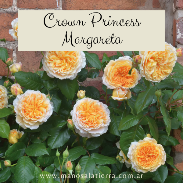 Producto - Rosal Crown Princess Margareta