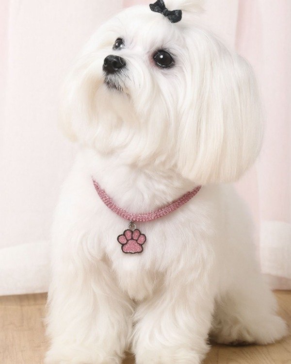 Producto - Collar Elegante para Perro Pequeño o Gato