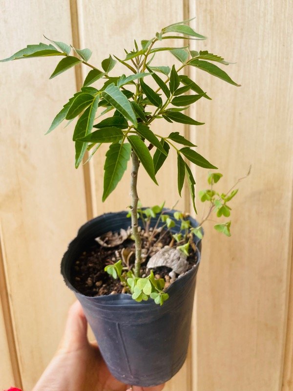 Producto - Sen de campo