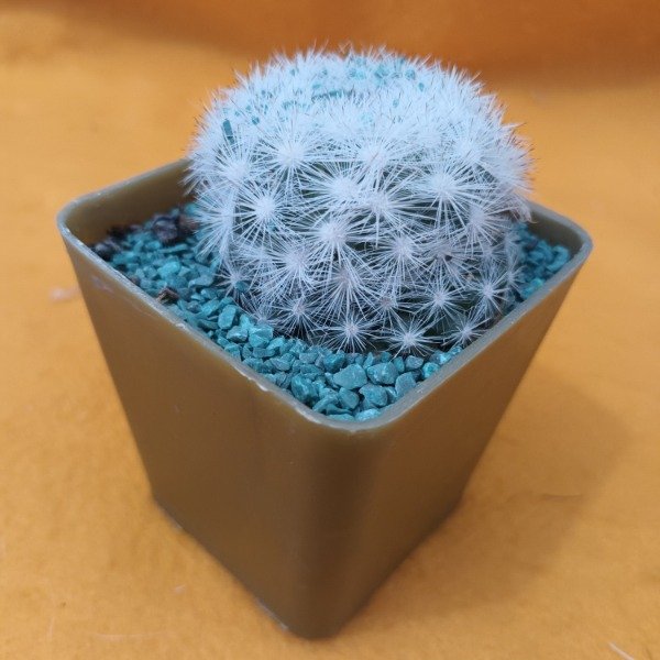 Miniatura de producto - 7