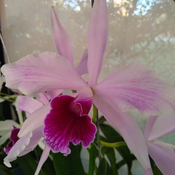 Producto - Laelia Purpurata estriata (clara x oscura) - 0