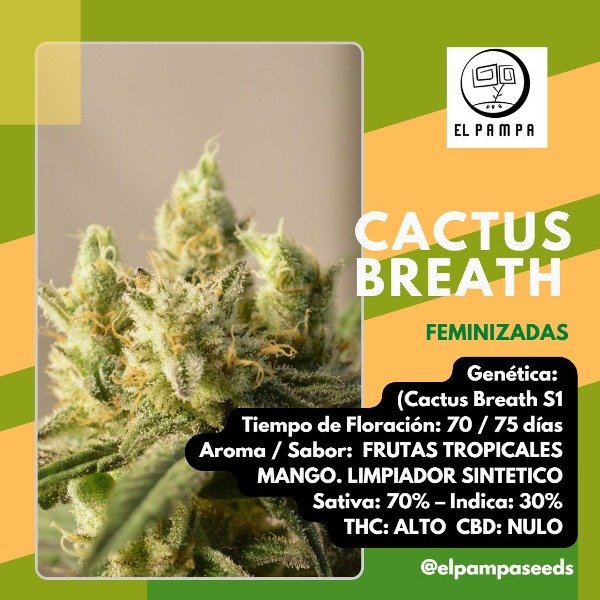 Producto - Cactus S1