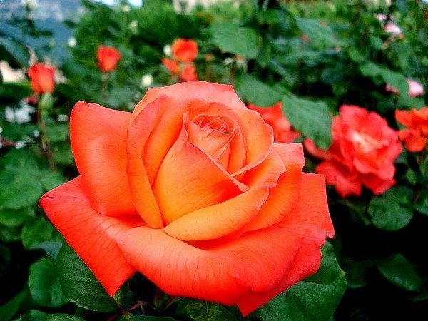 Producto - Cristóbal Colón