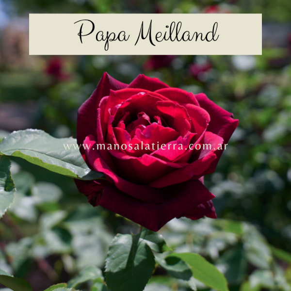 Producto - Rosal Papa Meilland