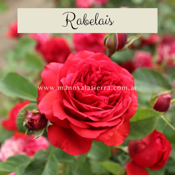 Producto - Rosal Rabelais