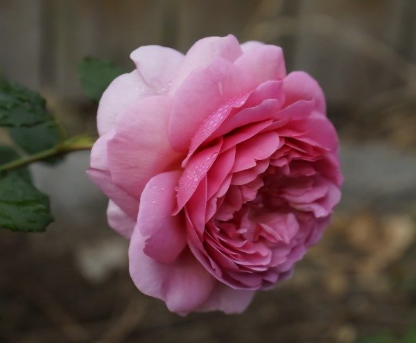 Producto - Princess Alexandra Of Kent