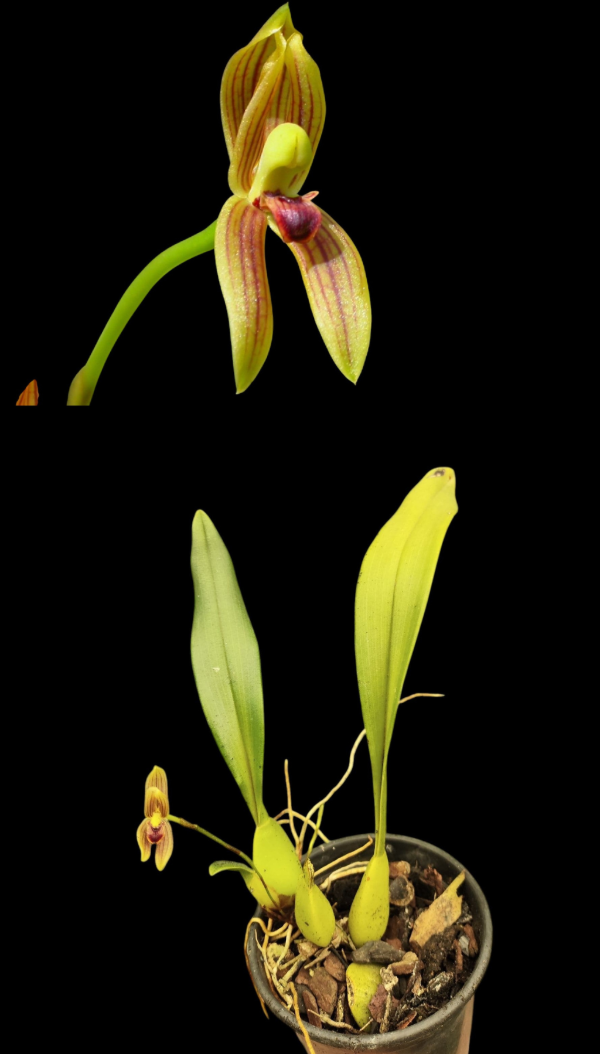 Producto - Mormolyca Risens