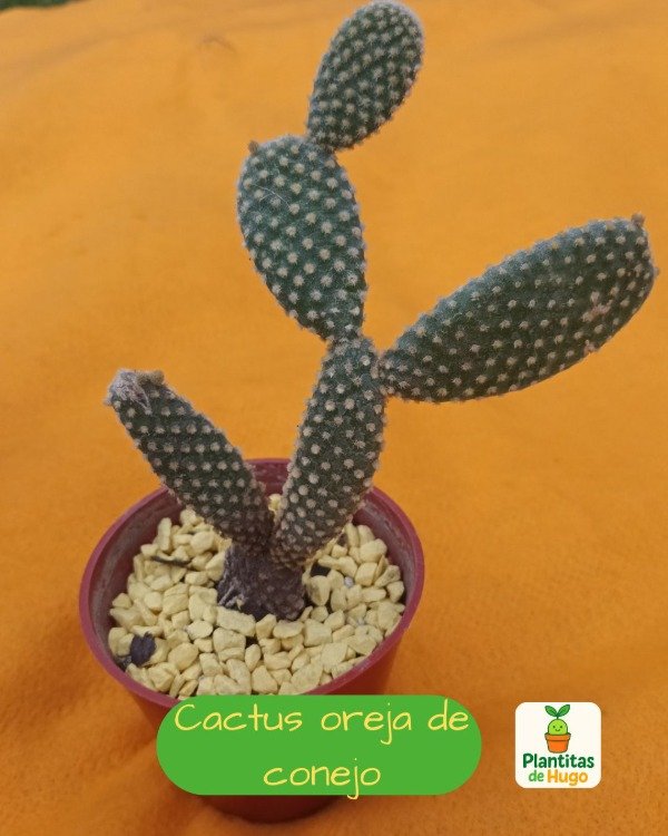 Producto - Cactus Orejas de Conejo (Opuntia microdasys)