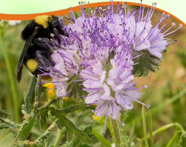 Producto - Semillas De Phacelia Tanacetifolia Atrae Insectos - 1